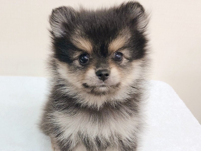 「柴犬？」と見間違えてしまいそうな容姿 | ポメラニアン （6130841） - 大倉山店