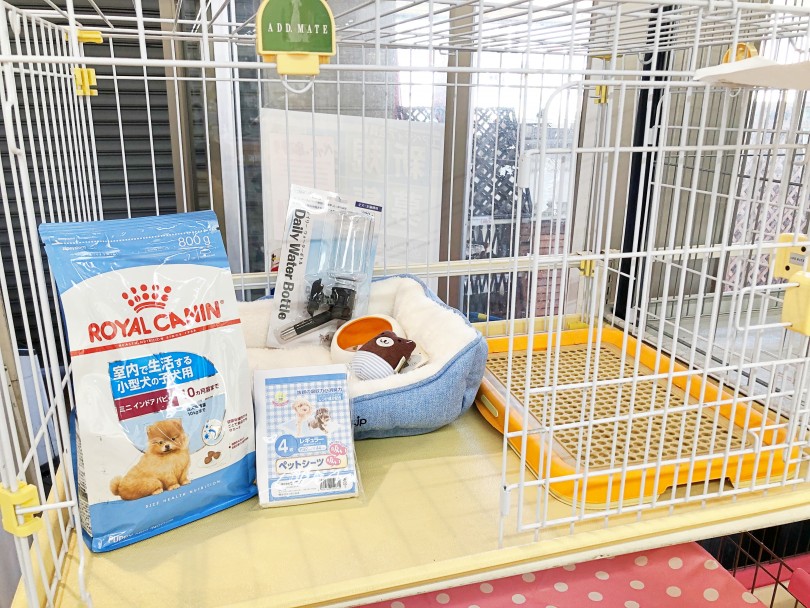 ポメくんとの生活に必要なもの | ポメラニアン （116347） - 下丸子店