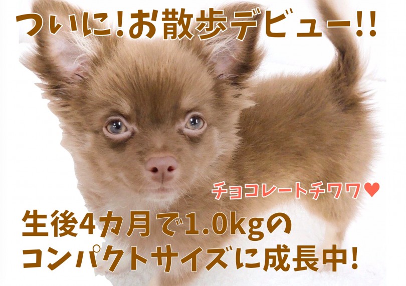 【 チワワ 】ついにお散歩デビュー！生後4カ月で1.0kgのコンパクトサイズ！