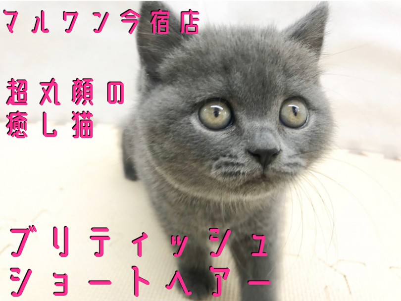 【 ブリティッシュショートヘア 】超丸顔の癒し系！マッサージ大好き甘えたガール！