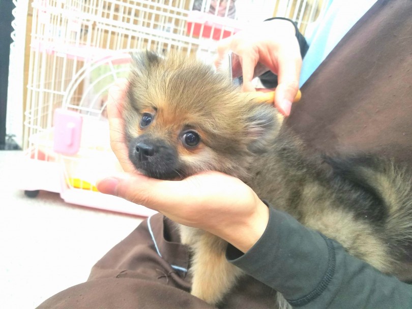 被毛はダブルコート | ポメラニアン （117223） - 鎌ヶ谷店