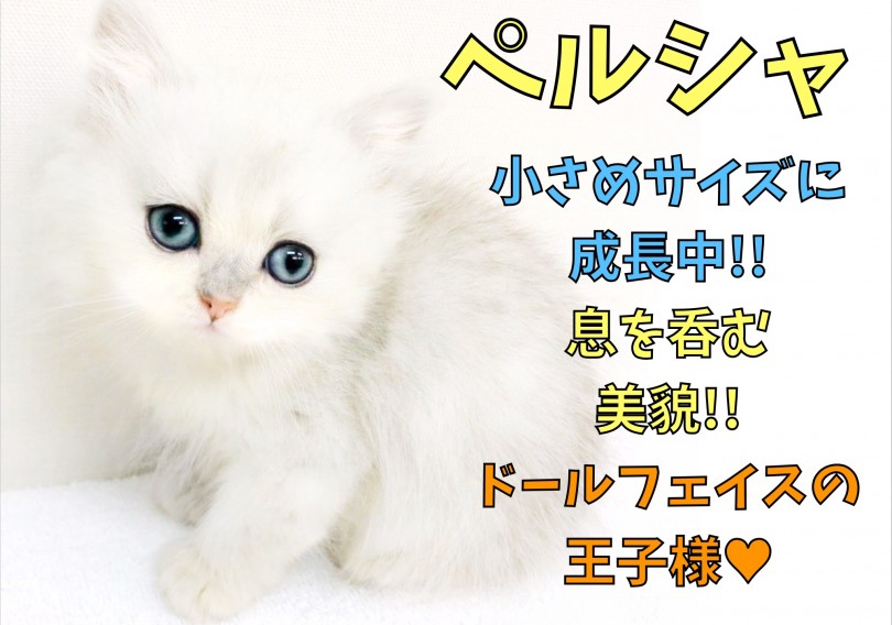 【 ペルシャ 】小さめサイズで成長中!!息を呑む美貌!ドールフェイスの王子様。