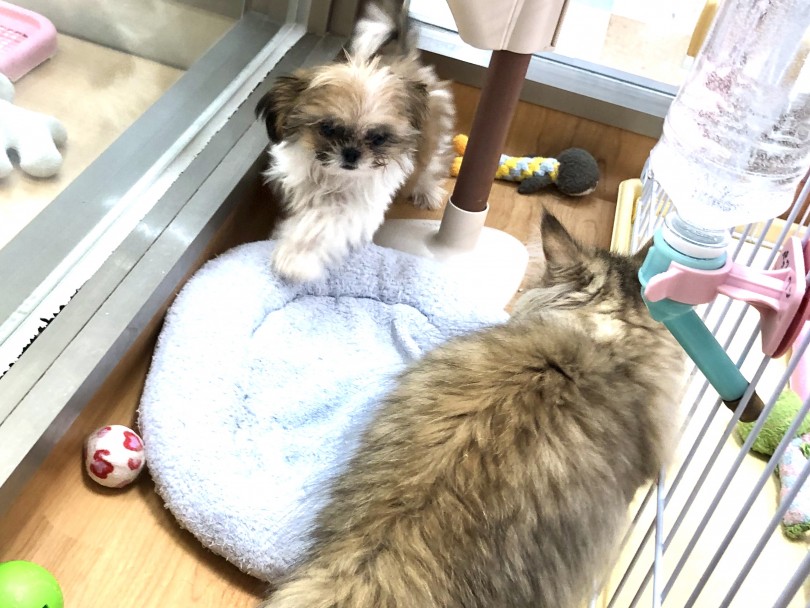 慣れてくるとケージが無くても楽しそうに遊べます | シーズー （118368） - 城山店