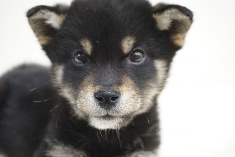 黒柴のチャームポイントと言えばまろ眉 | 柴犬 （6130850） - 大倉山店