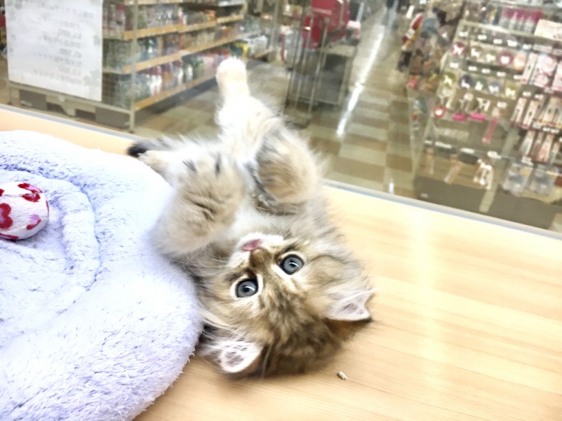 てへぺろ♡ | ペルシャ （118395） - 城山店
