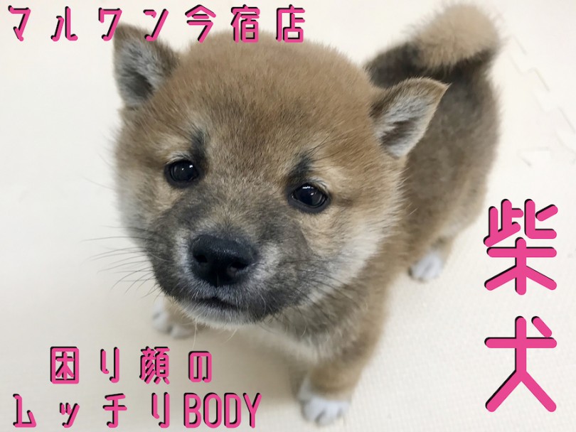 【 柴犬 】困り顔のまん丸フェイス！おっとりオシャレ男子の動画も盛り沢山！