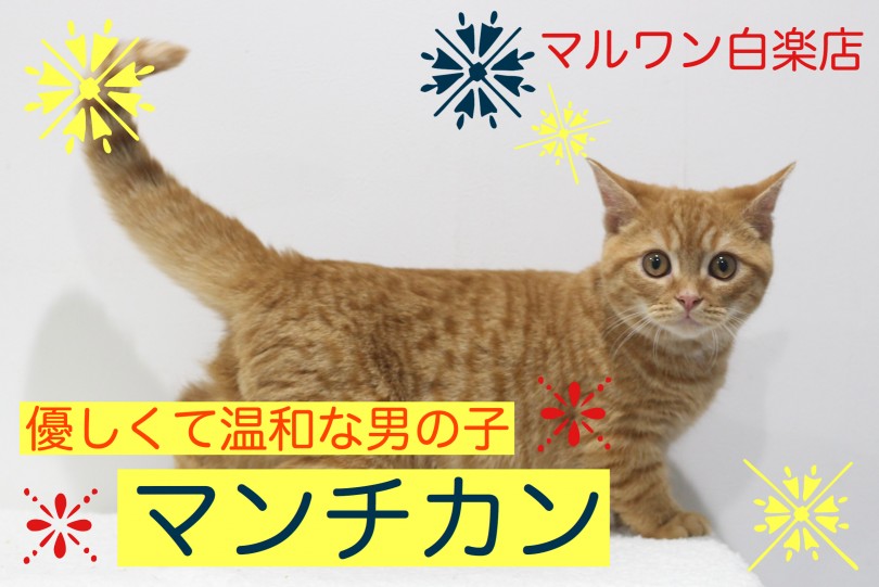 【 マンチカン 】優しくて温和な男の子に成長！セカンドインプレ！