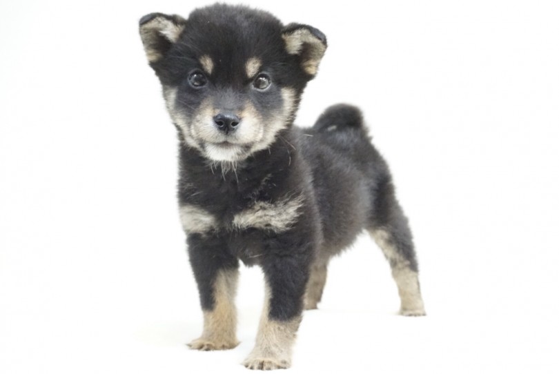 見れば見るほど美しい毛色にうっとり。。 | 柴犬 （6130850） - 大倉山店