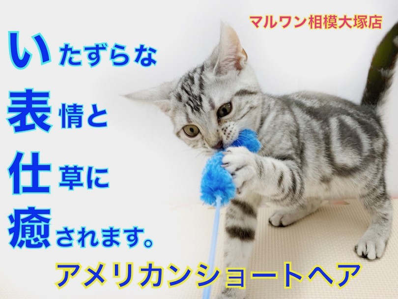 【 アメリカンショートヘア 】いたずらな表情にドキドキ！一緒に遊びたい方は集合！