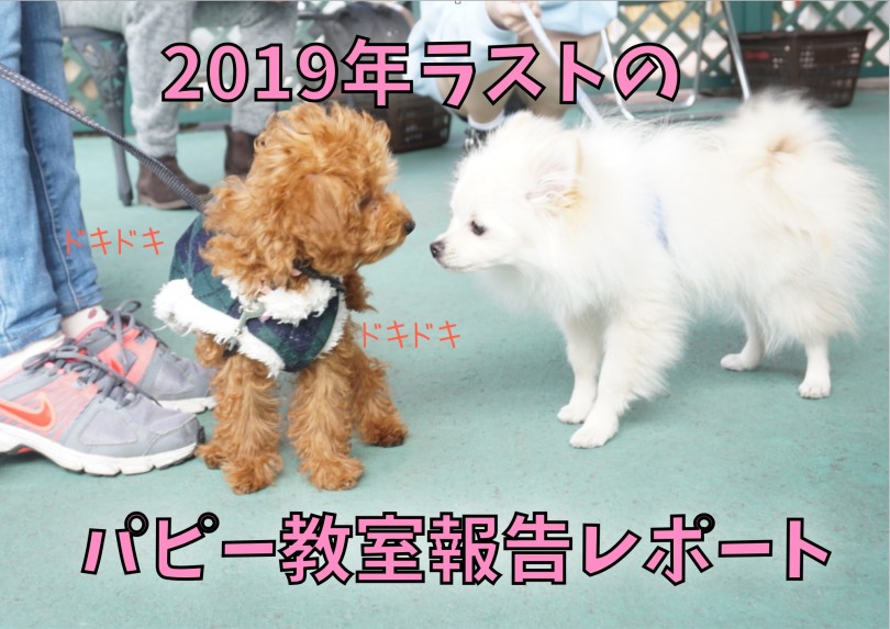 【 パピー教室 】2019年ラストのアニコム×マルワンパピー教室報告レポート!