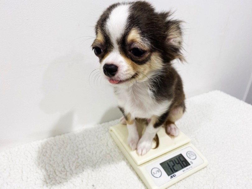 生後5ヶ月を迎えたチワワくんの体重は1.2kg | チワワ （11638） - 横浜 白楽店