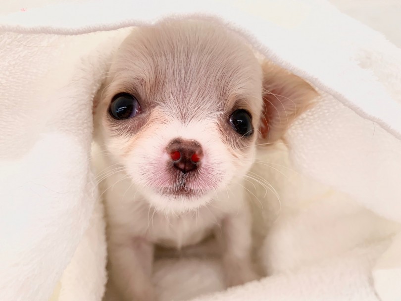 初心者でも飼いやすい犬 | チワワ （014288） - 東日暮里店