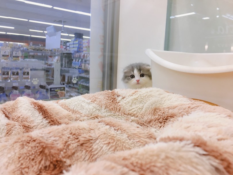 おトイレの影からじっと観察 | スコティッシュフォールド （6130843） - 大倉山店