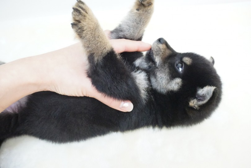 ヘソ天ポーズも余裕の表情 | 柴犬 （6130850） - 大倉山店