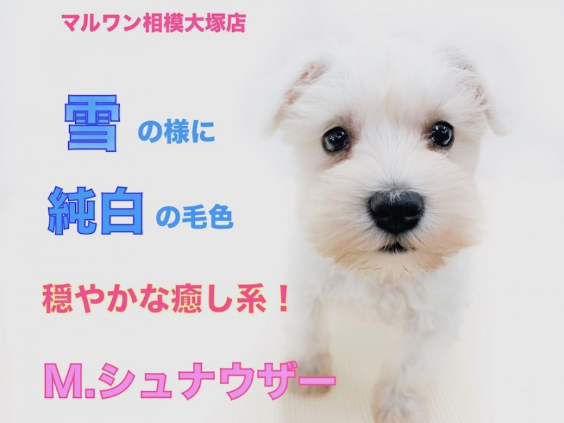 【 M.シュナウザー 】新雪の様に真っ白な希少色！手を枕にして寝てしまう姿に悶絶