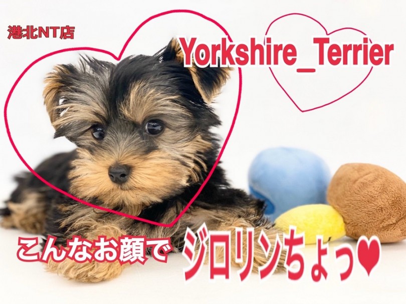 【 ヨークシャーテリア 】ビー玉のような瞳に長いまつ毛が自慢のヨーキーくん！