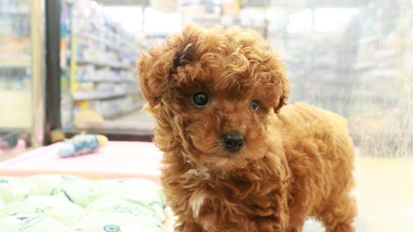 この子とのスローライフを新しく始めてみませんか？ | トイ・プードル （119186） - 梅島店