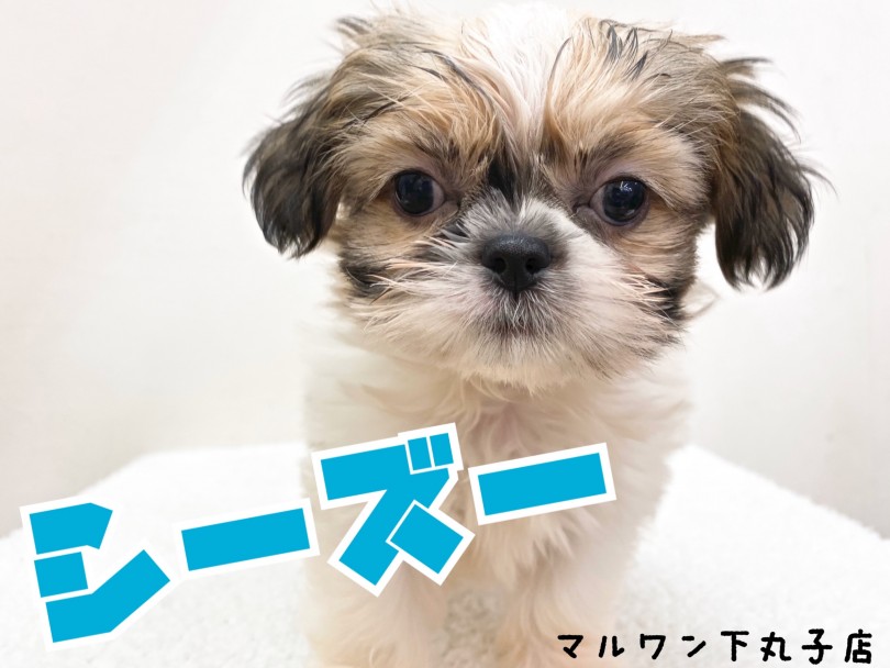 【 シーズー 】表情豊かな下丸子店の番長！