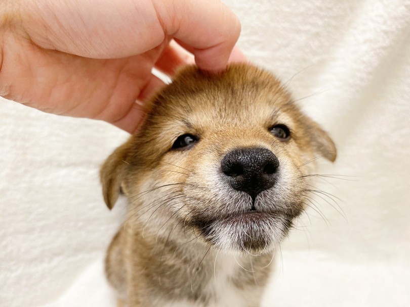 なでなでが好き過ぎ | 柴犬 （116372） - 下丸子店