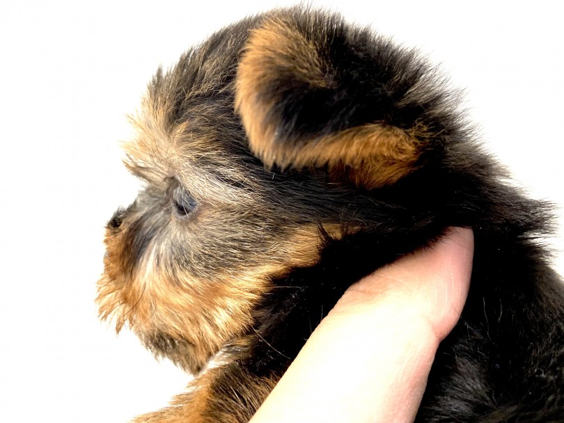 お鼻の長い子、短い子の違いは成犬時の顔立ちに大きな影響を及ぼします | ヨークシャーテリア （150036） - 東川口店