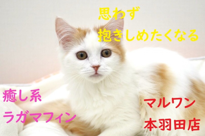 【 ラガマフィン 】抱きしめたくなる要素がてんこ盛り！癒し系にゃんこ！！
