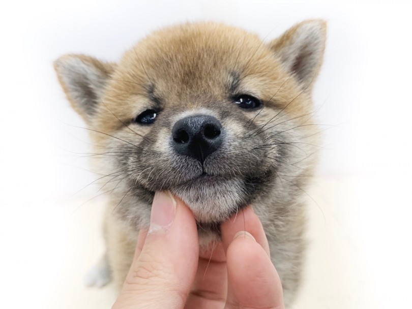 顎の下を撫でてあげるとウットリ | 柴犬 （814565） - 相模大塚店