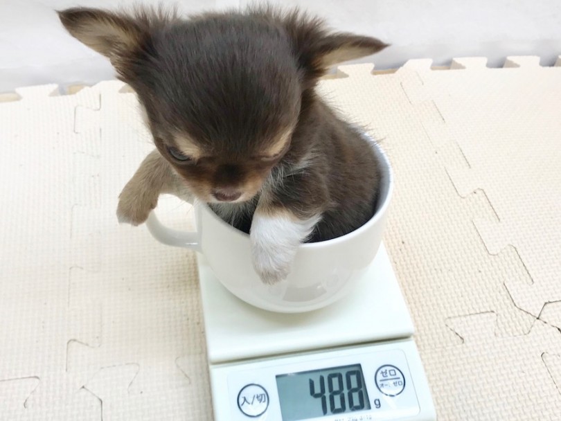 成犬時は2.4kg前後を予想 | チワワ （120219） - 今宿店