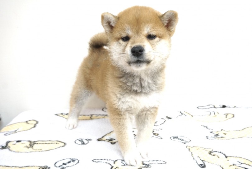 この動じない表情（笑） | 赤柴 （6130848） - 大倉山店