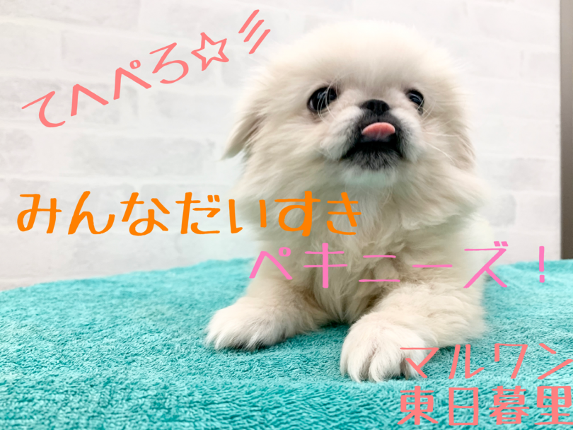 【 ペキニーズ 】癒しを求めてる方必見！みんな大好き鼻ペチャふわもこ天使！