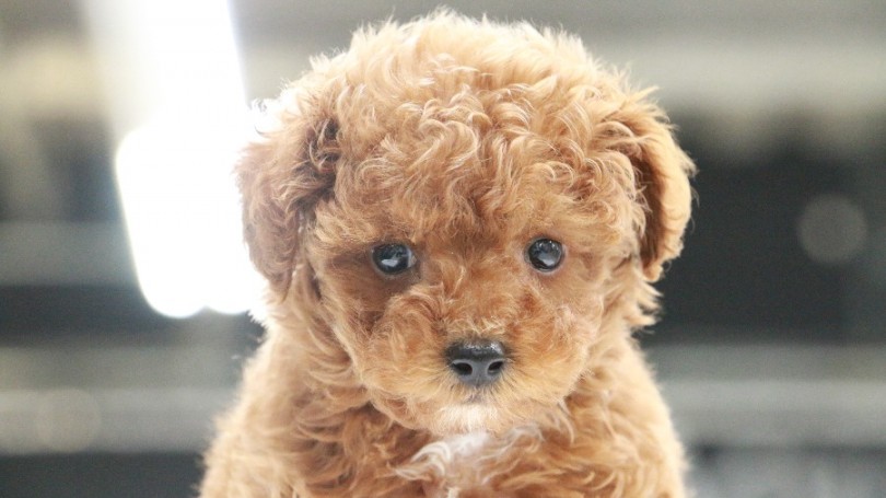 お耳の位置もバランスがいい | トイ・プードル （119186） - 梅島店