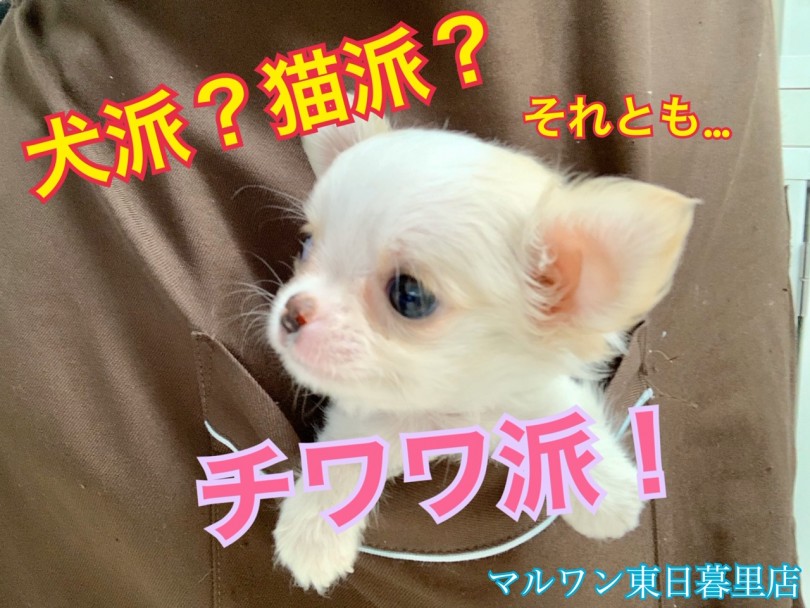 【 チワワ 】ポケットの中にちっちゃな天使が舞い降りた！！