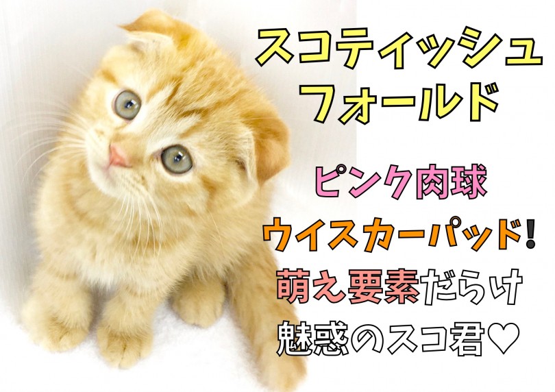 【 スコティッシュフォールド 】ピンク肉球・ウイスカーパッド！萌え要素だらけ！