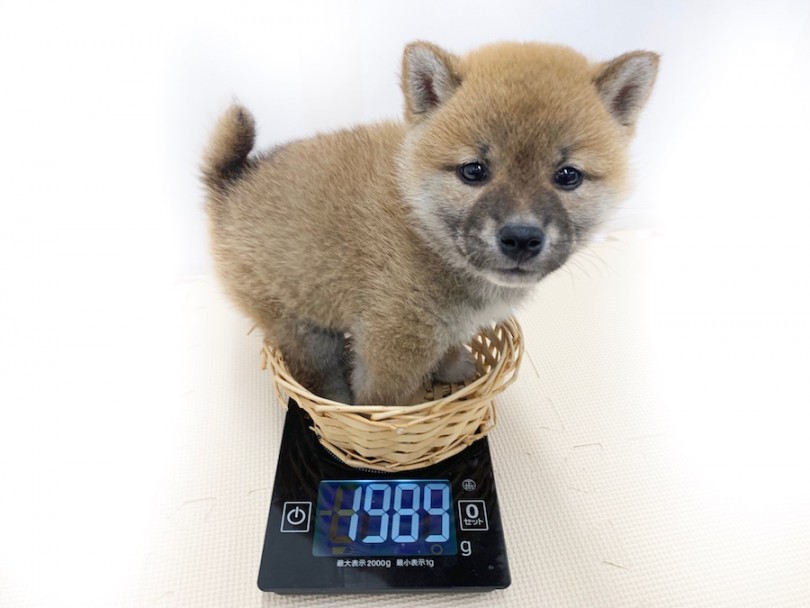 成犬時は8kg前後になると予想 | 柴犬 （814565） - 相模大塚店