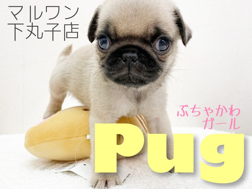【 パグ 】なんだか癖になる可愛さ…癒やし系パグちゃん！