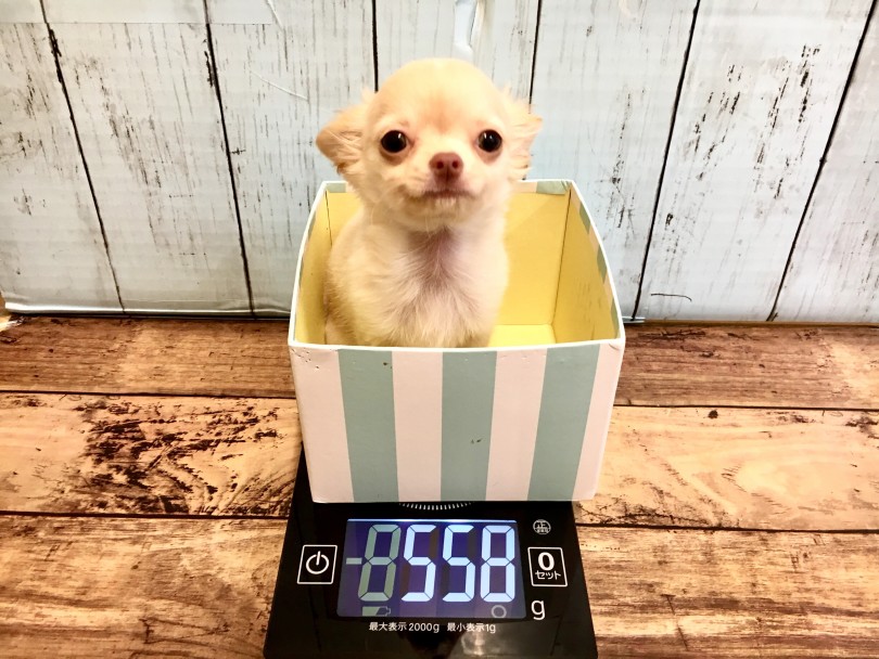 12月26日の時点で558g 小さめサイズ | チワワ （118391） - 城山店