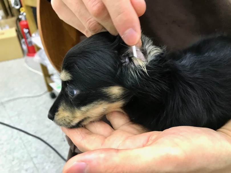 お手入れは大切なコミュニケーションの一つ | ミニチュア・ダックスフント （117235） - 鎌ヶ谷店