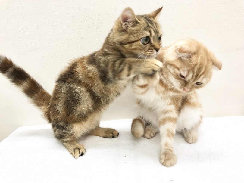 仲良くなってもらう方法 | 猫の多頭飼いのススメ - 高井戸店