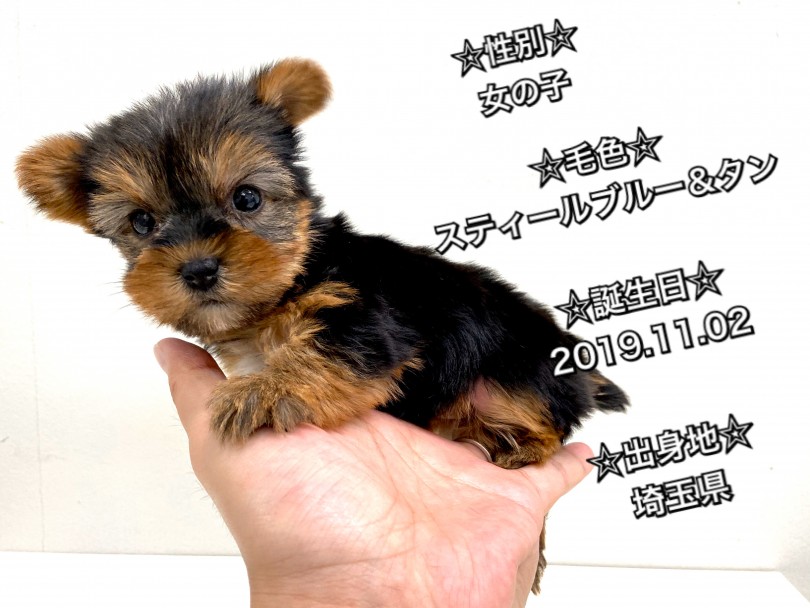 とてつもなく可愛い子が入店 | ヨークシャーテリア （150036） - 東川口店