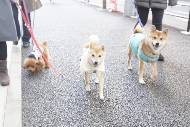 パックウォークをしてみんなでお散歩!! | 野外学習イベント - 大倉山店