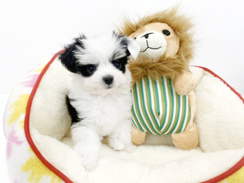 超小型犬のハーフだからミニマムサイズ！！小さい家族をお探しならこの子！！ | MIX （914512） - 志村坂下店