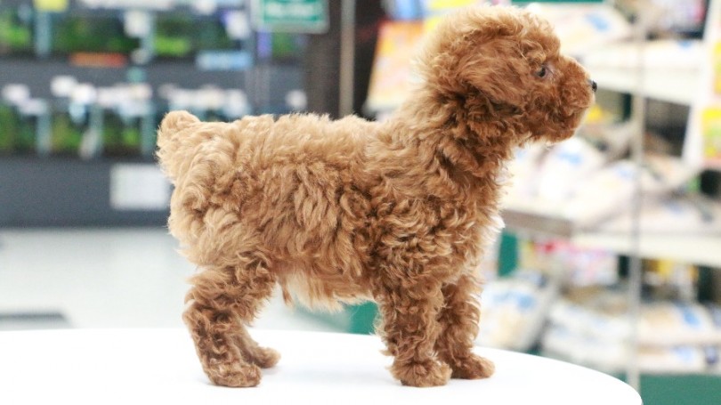 つやがある濃厚レッド | トイ・プードル （119186） - 梅島店