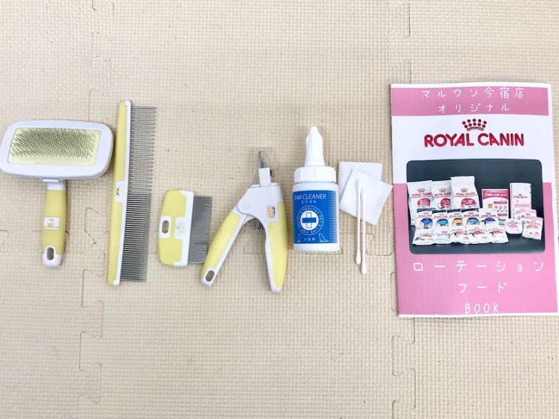 お手入れの手順や準備するものなどのレクチャーをさせて頂いております | スコティッシュフォールド （120220） - 今宿店