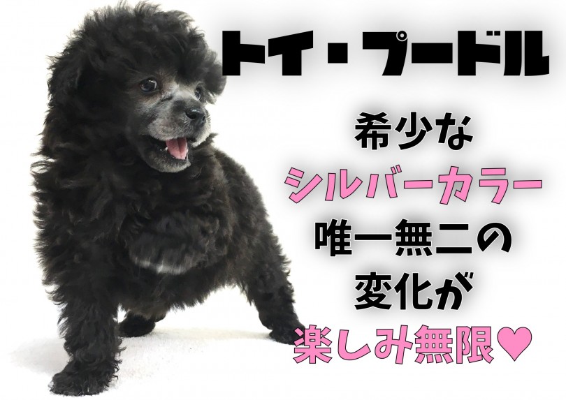 【 トイ・プードル 】唯一無二の変化が楽しみ無限の希少シルバーカラー！
