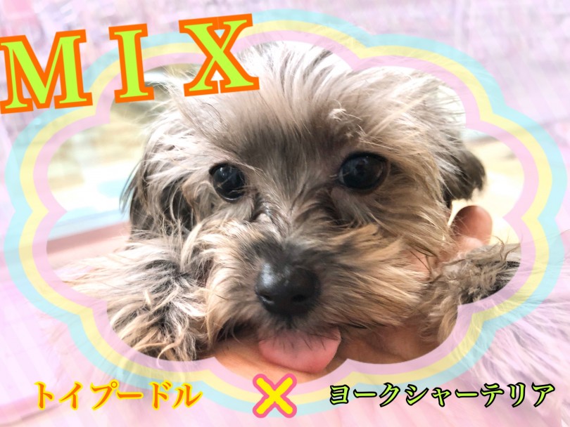 【 MIX 】お父さんとお母さんの良いトコ取り！イケメンMIX！