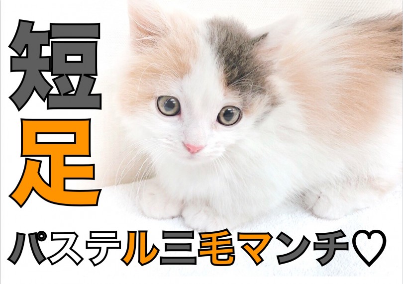 【 短足マンチカン 】アシンメトリー模様で2つの顔を持つパステル三毛マンチ!