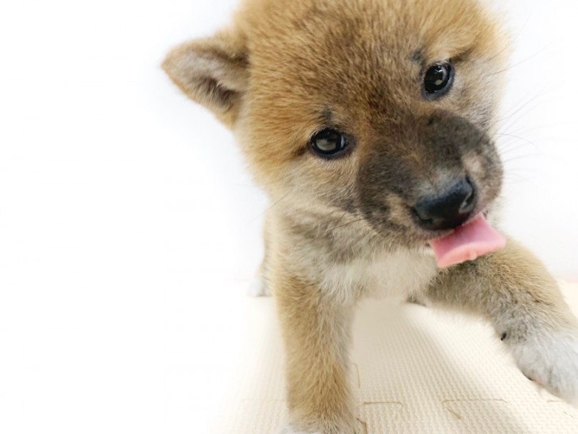 柴犬は【相棒】という言葉がよく似合う | 柴犬 （814565） - 相模大塚店