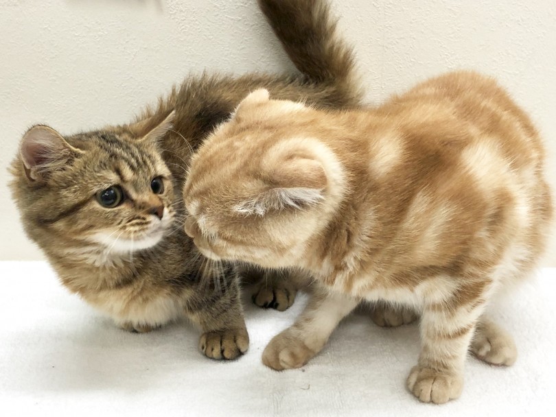 初めましての合わせるタイミング | 猫の多頭飼いのススメ - 高井戸店