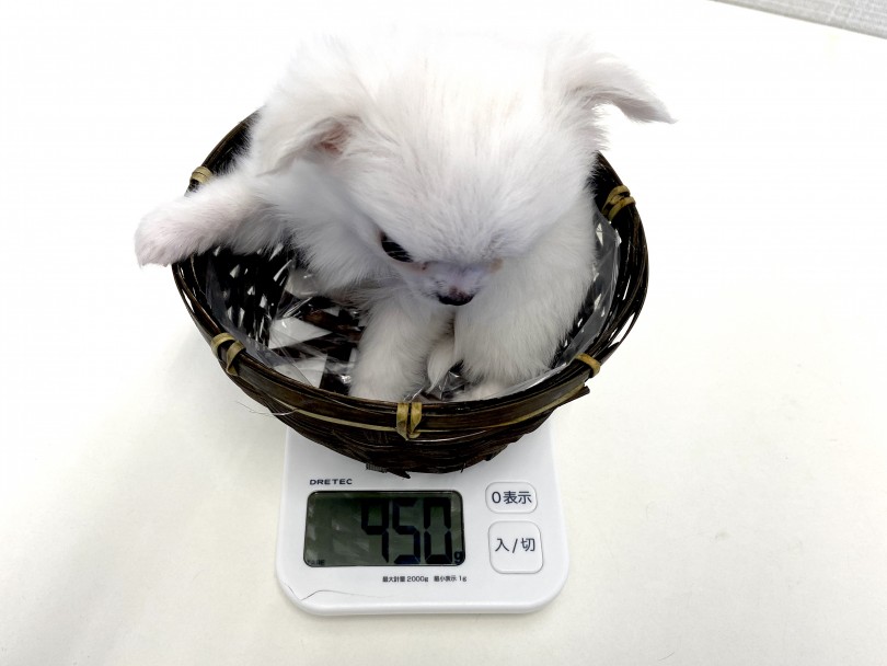 成犬時は1kg後半～2kg前半を予想 | チワワ （150034） - 東川口店