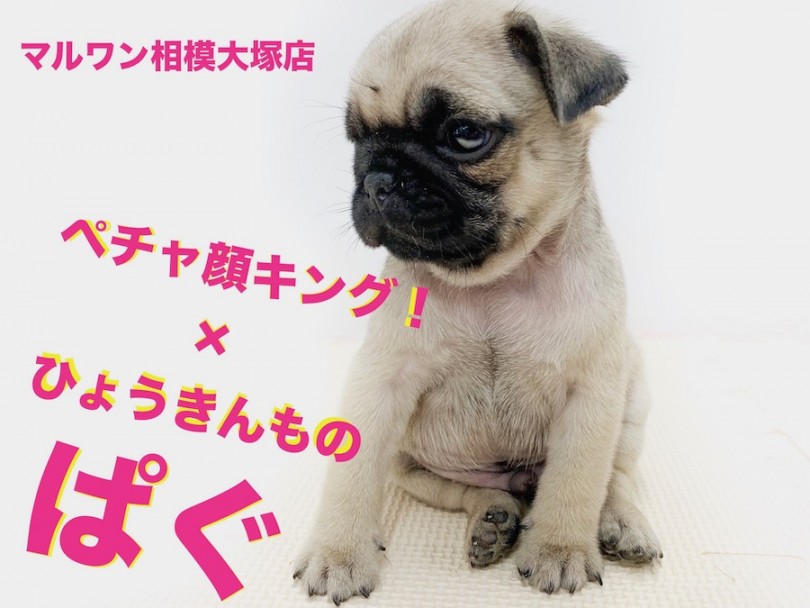 【 パグ 】驚きの手乗りサイズ！チャームポイント満載のひょうきん者！最後はグラビア？
