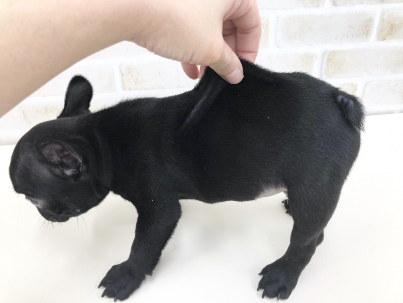成長してくるごとに全身シワシワになり、ブヒってきます（笑） | フレンチブルドッグ （713670）- 鶴見店